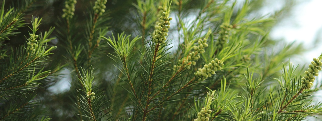 Teebaum: Ein universelles Mittel für reine Haut und einen gesunden Körper