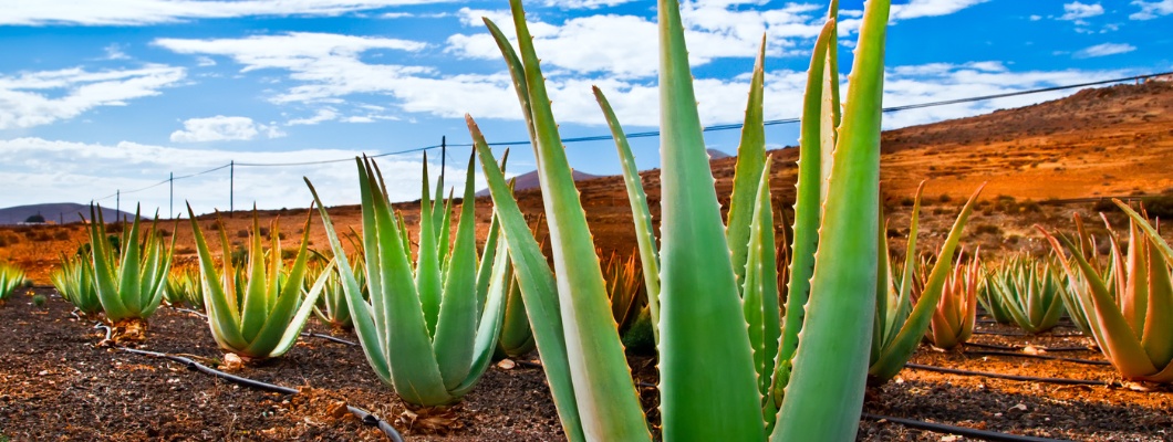 Warum ist Aloe Vera eine der nützlichsten Pflanzen der Welt?