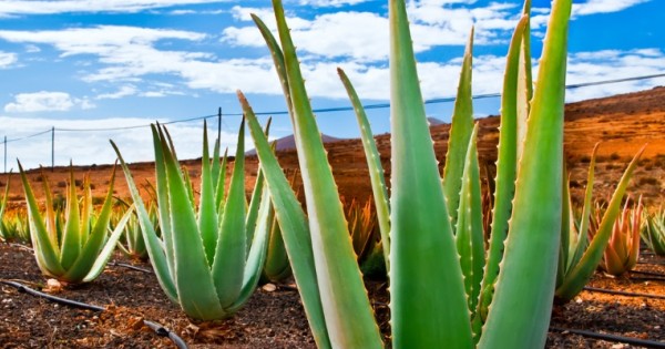 aloe vera pro ALOE VERA PRO – Mango Herbs main image 0