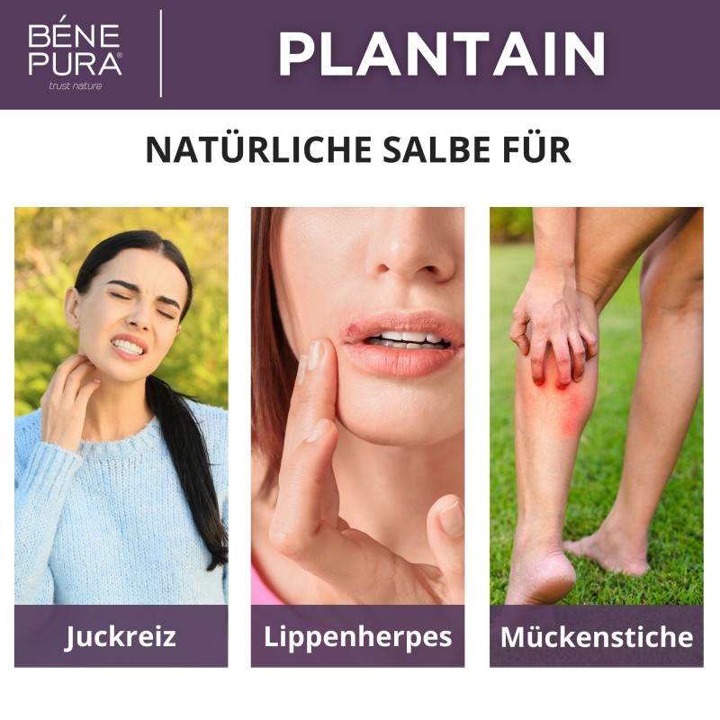 3x Wegerichsalbe gegen Juckreiz und Entzündung - 40ml