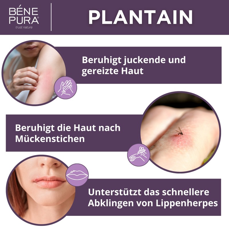 3x Wegerichsalbe gegen Juckreiz und Entzündung - 40ml