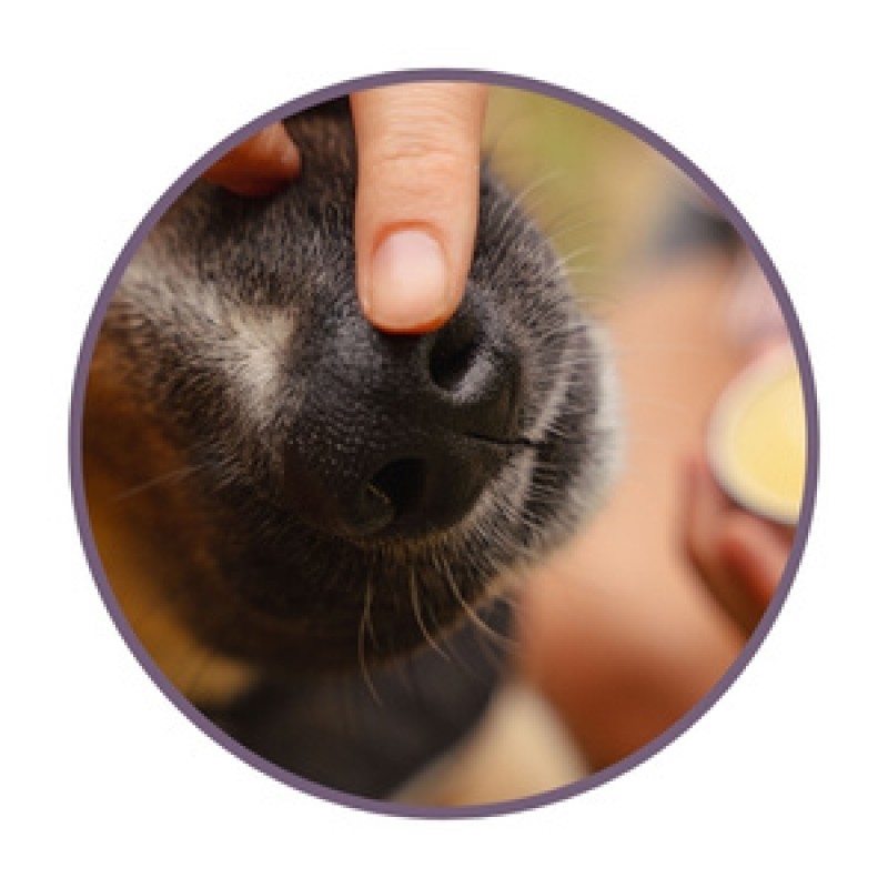 Pfotenbalsam für hunde