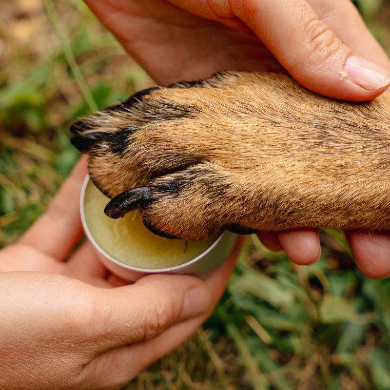 Regenerierende Hunde Pfoten balsam mit Ringelblumen - 40ml