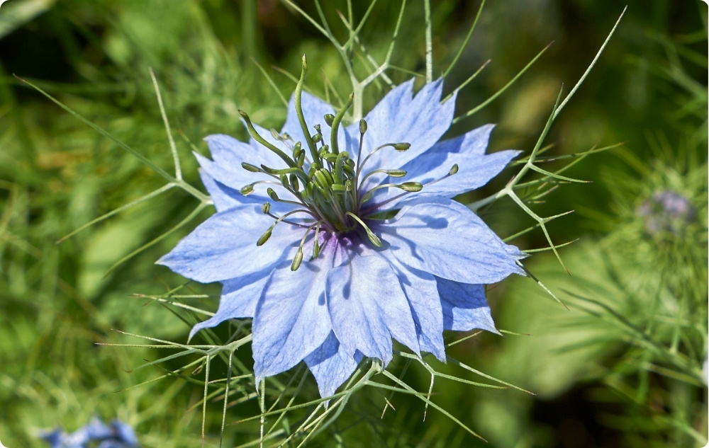 Wobei hilft Schwarzkümmel-Trägeröl?