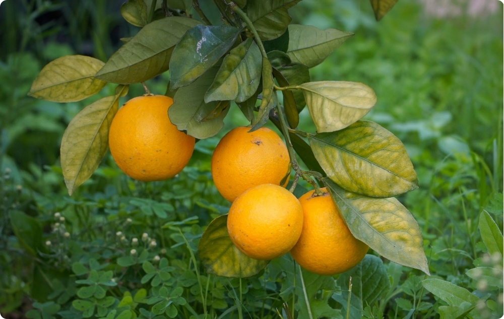 Wobei hilft Ätherisches Clementinenöl?