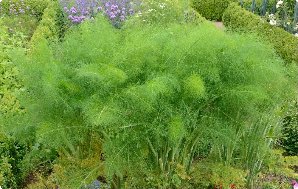 Wobei hilft Ätherisches Dillöl?