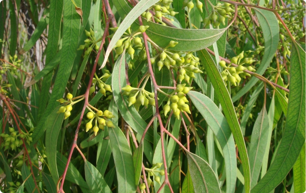 Wobei hilft Ätherisches Eukalyptus-Globulus-Öl?