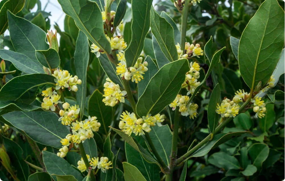 Wobei hilft Ätherisches Lorbeerblattöl?