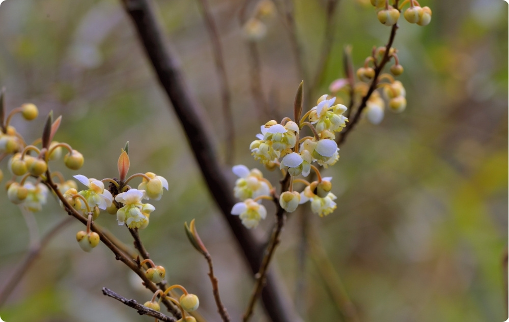 Wobei hilft das Ätherische Öl von Litsea Cubeba?