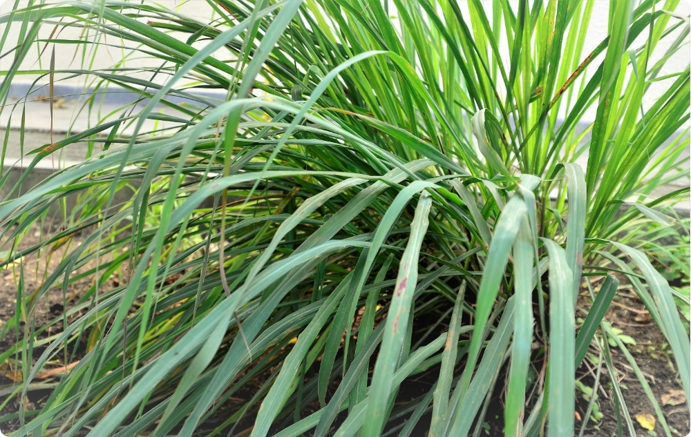 Wobei hilft Ätherisches Palmarosaöl?