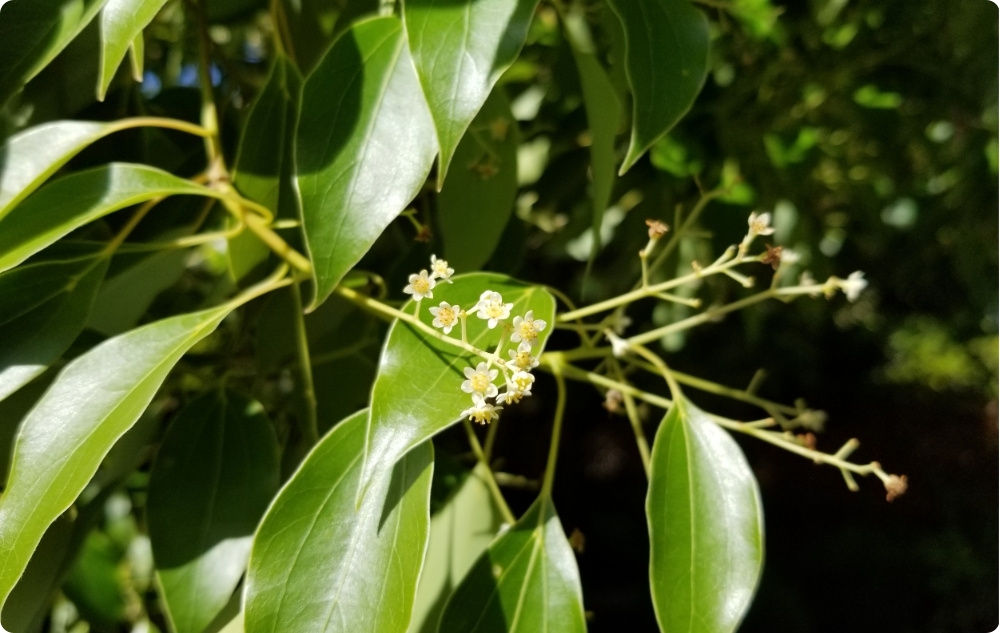 Wobei hilft Ätherisches Ravintsara-Öl?