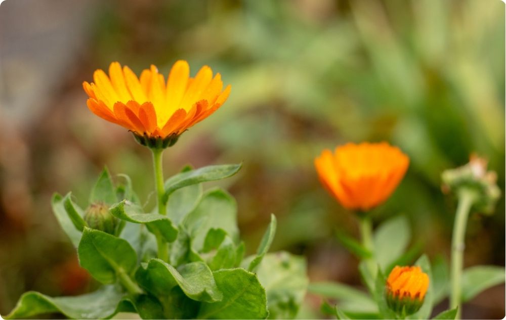 Wie hilft Ringelblume bei Hämorrhoiden