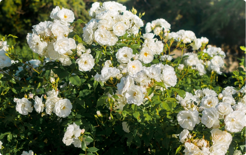 Wobei hilft Rosa Alba Blütenwasser?