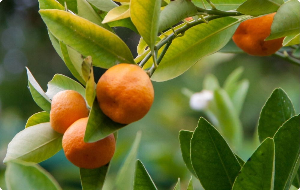 Wobei hilft Ätherisches Rote Mandarine Öl?