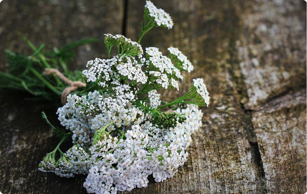 Wie hilft Schafgarbe bei Hämorrhoiden