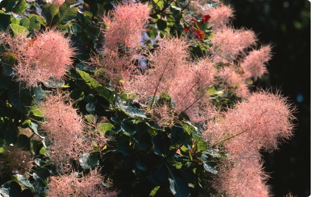 Wobei hilft das Blütenwasser des Perückenstrauchs?