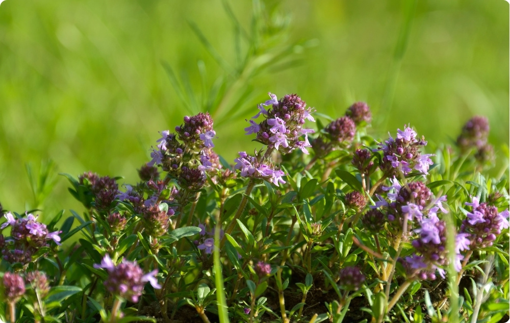 Wobei hilft Ätherisches Thymian-Linalool-Öl?