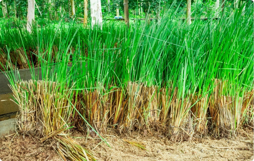 Wobei hilft Ätherisches Vetiveröl?