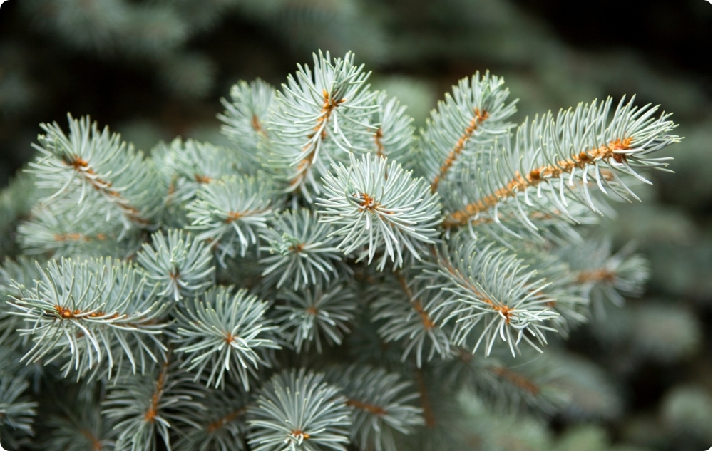 Warum haben wir uns für die ätherischen Öle Süßmandel, Kiefer und Weißtanne entschieden?