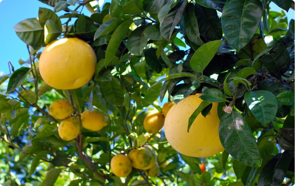 Wobei hilft Ätherisches Öl der Weißen Grapefruit?