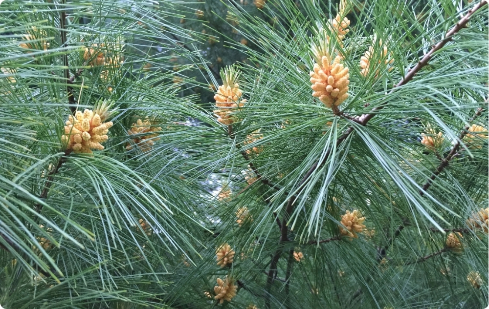 Wobei hilft Ätherisches Waldkiefer Öl?