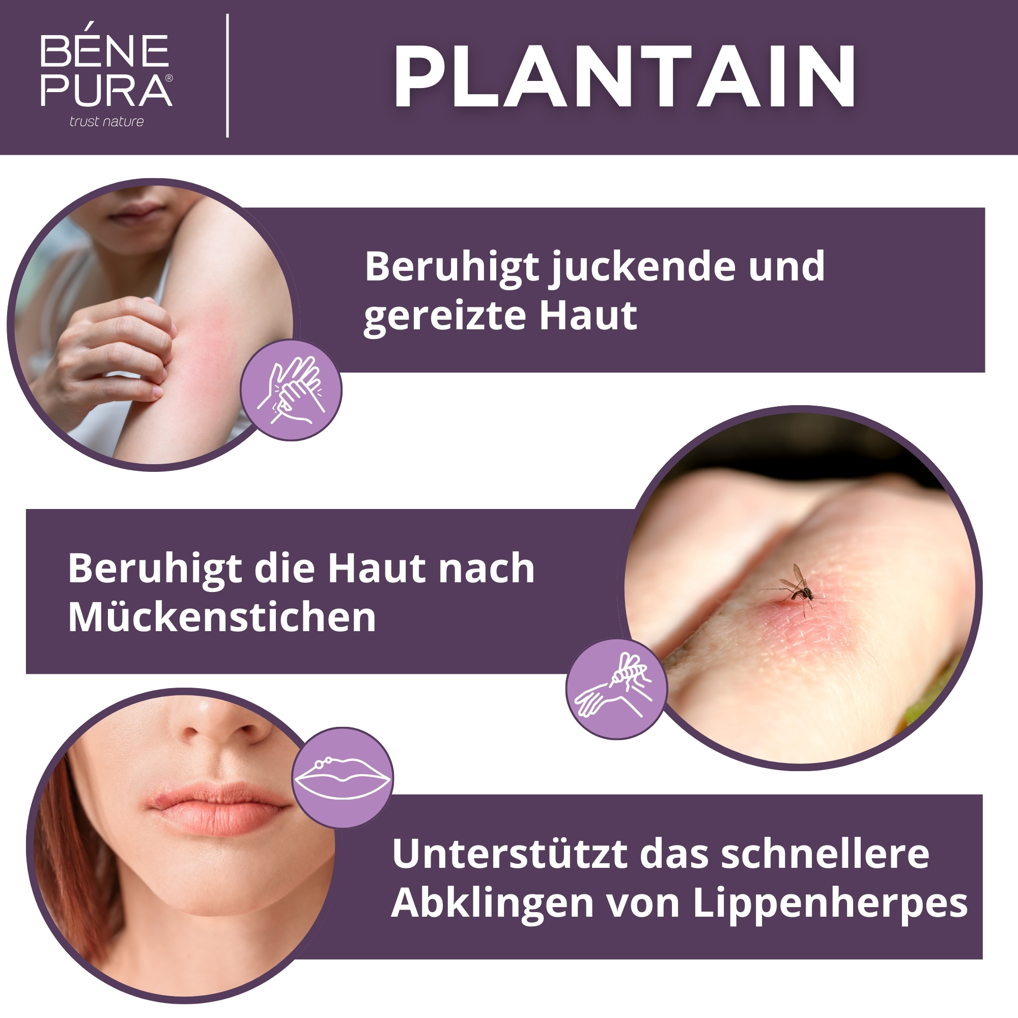 Wegerichsalbe gegen Juckreiz und Entzündung - 40ml