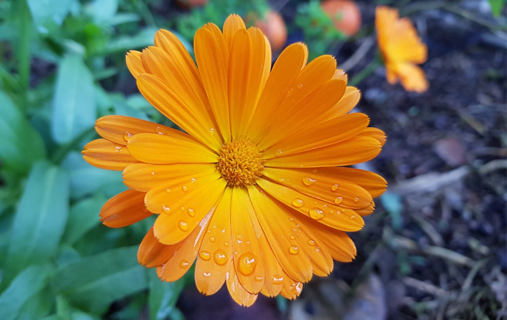 Ringelblumensalbe gegen Verbrennungen, Wunden und Narben - 40ml