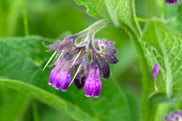 Beinwellsalbe gegen Gelenkschmerzen - 40ml