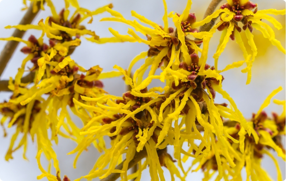 Hamamelis salbe gegen Hämorrhoiden - 40ml