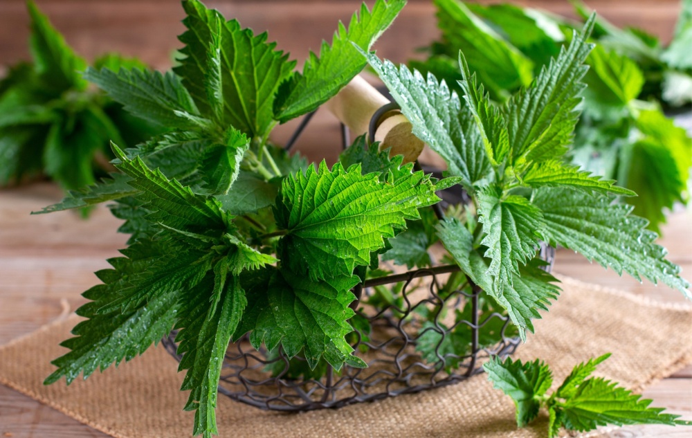 Arthrohit Beinwellsalbe gegen Gelenkschmerzen mit Brennnessel - 40ml