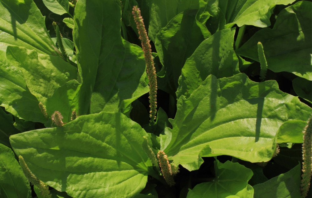 Wegerichsalbe gegen Juckreiz und Entzündung - 40ml